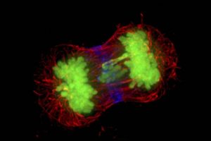 2 dividing cells are labeled in blue & red, with green chromosomes being split between the two cells
