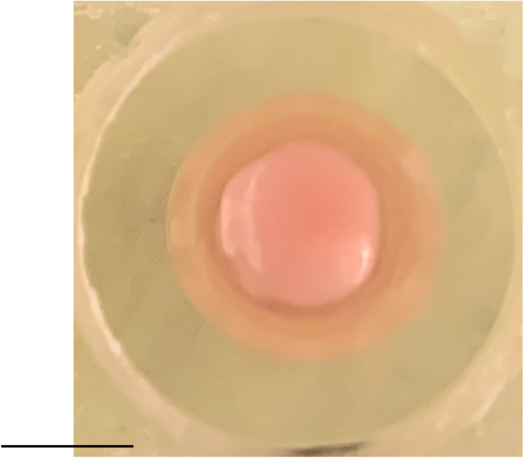 A roundish organoid sits very still within concentric circles.